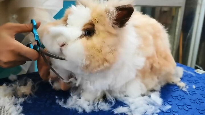 Hairdressing for a Rabbit | Where Are the Eyes