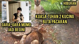 Masya Allah Dua Kucing Buta Pacaran Mereka Membuat Ribuan Pencinta Kucing Terharu Lihat Endingnya..!