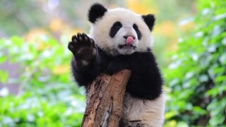 Selamat ulang tahun untuk putri kecil yang tergantung di pohon. 【Panda Raksasa Jiaxin】