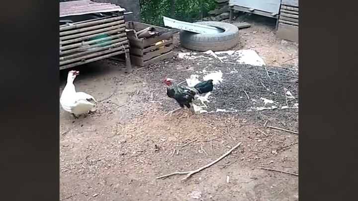 Rooster vs duck