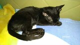 Black kitten sleeping purrrrrr(Chim#11)