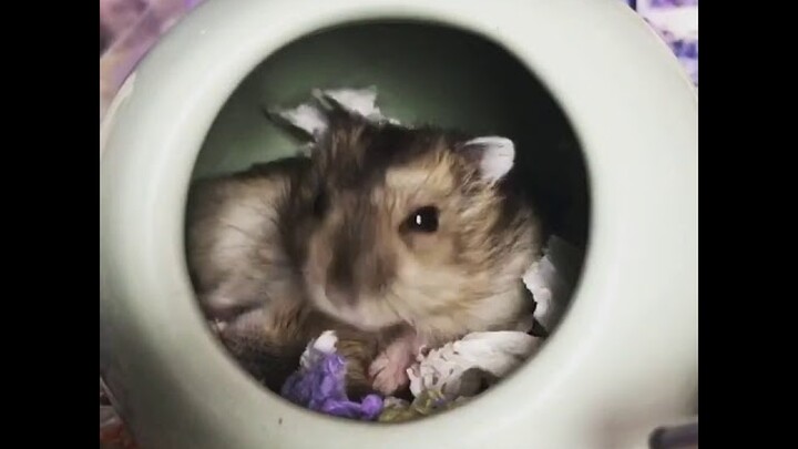 Hamster Winter White Sóc  đáng yêu!