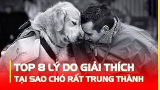 TOP 8 LÝ DO GIẢI THÍCH, TẠI SAO CHÓ RẤT TRUNG THÀNH VỚI CON NGƯỜI? | HÓNG KHÁM PHÁ