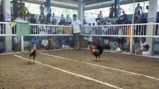 bulik vs melsim black dehado kami 6/10 pa tawagan. naipanalo pa.