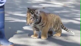 [Động vật] Hổ nhi cư xử như mèo
