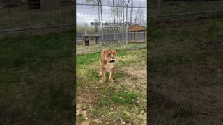 Ah, the struggles of being queen#SpotlightAPI #lion #bigcat #queen #kimk #sanctuary #shorts