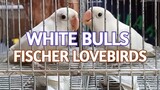 We Bought a WHITE BULLS Fischer Lovebirds| Paying Less Money for a pair of Bird.