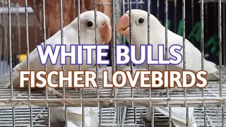 We Bought a WHITE BULLS Fischer Lovebirds| Paying Less Money for a pair of Bird.