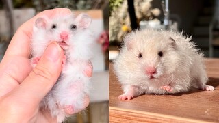 "Evolusi" Hamster Jelek