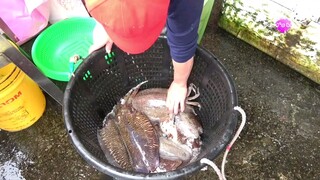 Japanese Street Food - Cuttlefish Sashimi