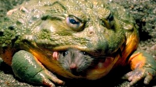 African Bullfrog Eat Everything.