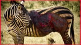 Brutal Zebra Death And Injuries Scenes.