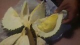 Best Durian Eating เจอทุเรียนก้านยาวราคาถูก ปอกทุเรียนกินกันอย่างเอร็ดอร่อย