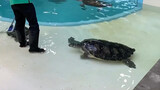 Trong khi các nhân viên đang lau bể nước thì các chú rùa đã đến xoa lưng cho họ.