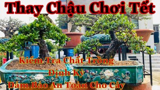 cách thay chậu cho cây bonsai chơi tết | thay chậu định kỳ cho cây bonsai tránh bị hư cây