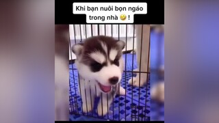 Cả ngày xem bọn ngáo này pha trò thì có buồn cũng chả buồn nổi 😂 ! husky chó_cưng husky_family khoảnhkhắc TikTokSoiPhim funny