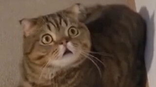 The cat: I was so shocked!!!