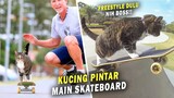 MASYAALLAH! Pecahkan REKOR DUNIA, Kucing Ini Ahli Bermain Skateboard dan Melakukan Freestyle!