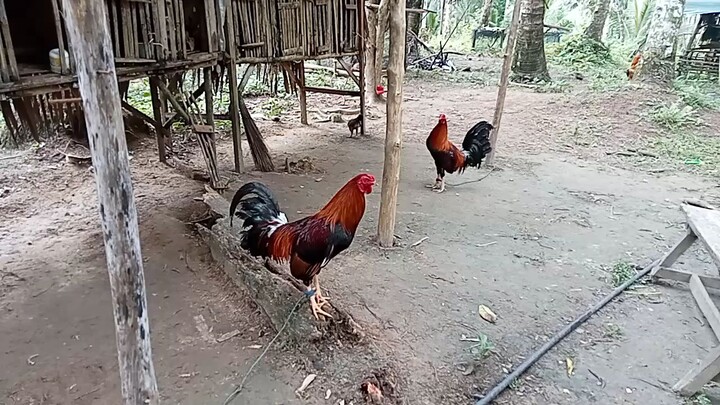 2 Cock ulutan sa Gamay Cocpit... Northern Samar