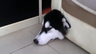 [Video Lucu] Husky adalah Model Konsep Tuhan untuk Serigala