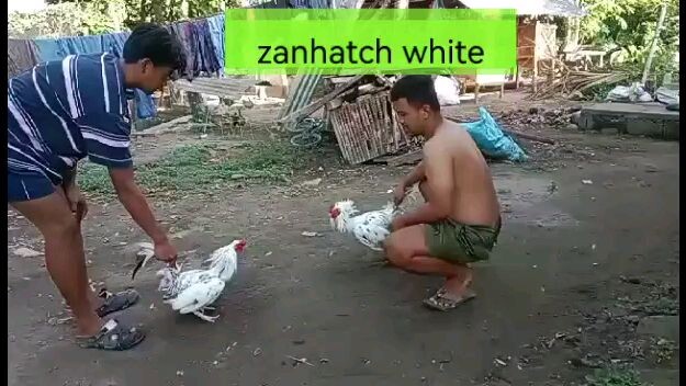 zanhatch white sparring