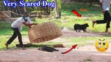 Fastes Run!!! Dog attack Pranker - Very Scared Prank Dog  😱😱