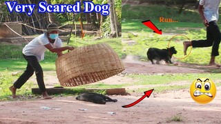 Fastes Run!!! Dog attack Pranker - Very Scared Prank Dog  😱😱