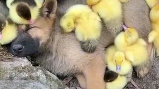 Tragic Story Dogs Attack by the Flock if ducks