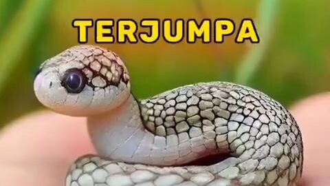 Tahu kah Anda? Species ular yang cepat membesar? sila lihat video ini 🤳🤳🤳