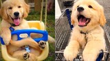 Baby Dogs - Cute and Funny Dog Videos Compilation 20 Aww Animals