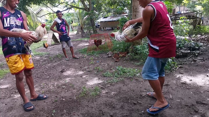 1st spar sa magkapatid gilmore x zambuanga white 8 months old