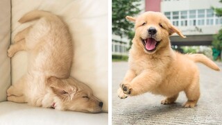 Golden Puppies That Will Make Your Day 100% Better 🥰| Cute Puppies