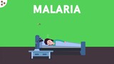 Malaria and Life Cycle of Plasmodium | Diseases | Don't Memorise