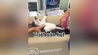 Bùn của Cúc mèo cat