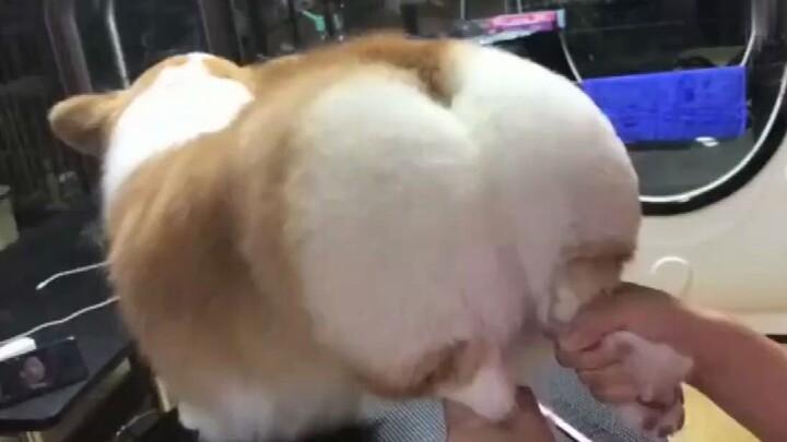 Corgi của Bóng đêm