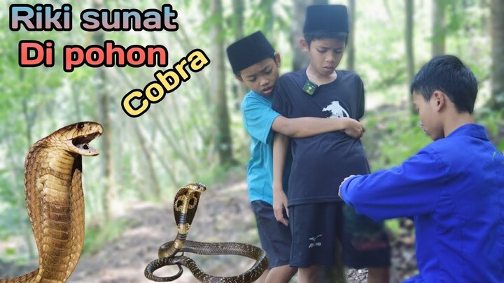 RIKI SUNAT di POHON COBRA | dipatok ular kobra | sunat lucu | Muhyi official Diwan bocil