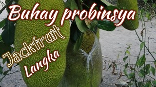 Pilipino fruit langka  Jack fruit