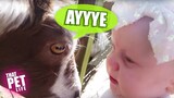 Animals Meet Kids For the First Time! | Funny and Cute Animal Videos