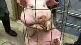 【Funny Animals】This Pig Made Me Laugh for Two Days