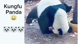 Kungfu Panda