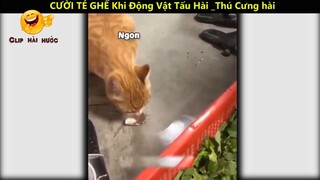 Cười té ghế khi động vật tấu hài_ phần 1