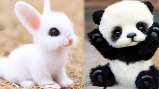 AWW Animals SOO Cute! Cute baby animals Videos Compilation cute moment of the animals #7