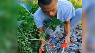 เพื่อป้องกันไม่ให้แตงโมถูกขโมย
