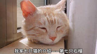 2022年养只猫吧，选择领养并负责一辈子的那种