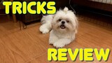 Shih Tzu Tries to Review His Tricks While On Quarantine (Cute Dog Video)