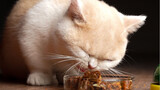 [Animals]]Cute moments of cat eating dried fish