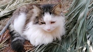 Found Cats And Swans In A Place To Relax And Take A Walk