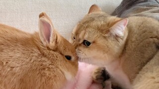 为什么猫要咬我的兔子？！