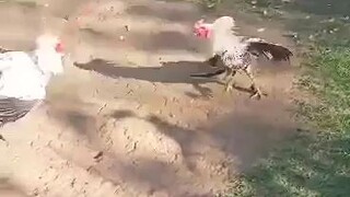 kanawayun hatch rrzn vs kanawayun hatch