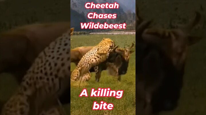 Cheetah Chases Wildebeest | Killing bite | Cheetahs are built for speed #animals #attack #shorts